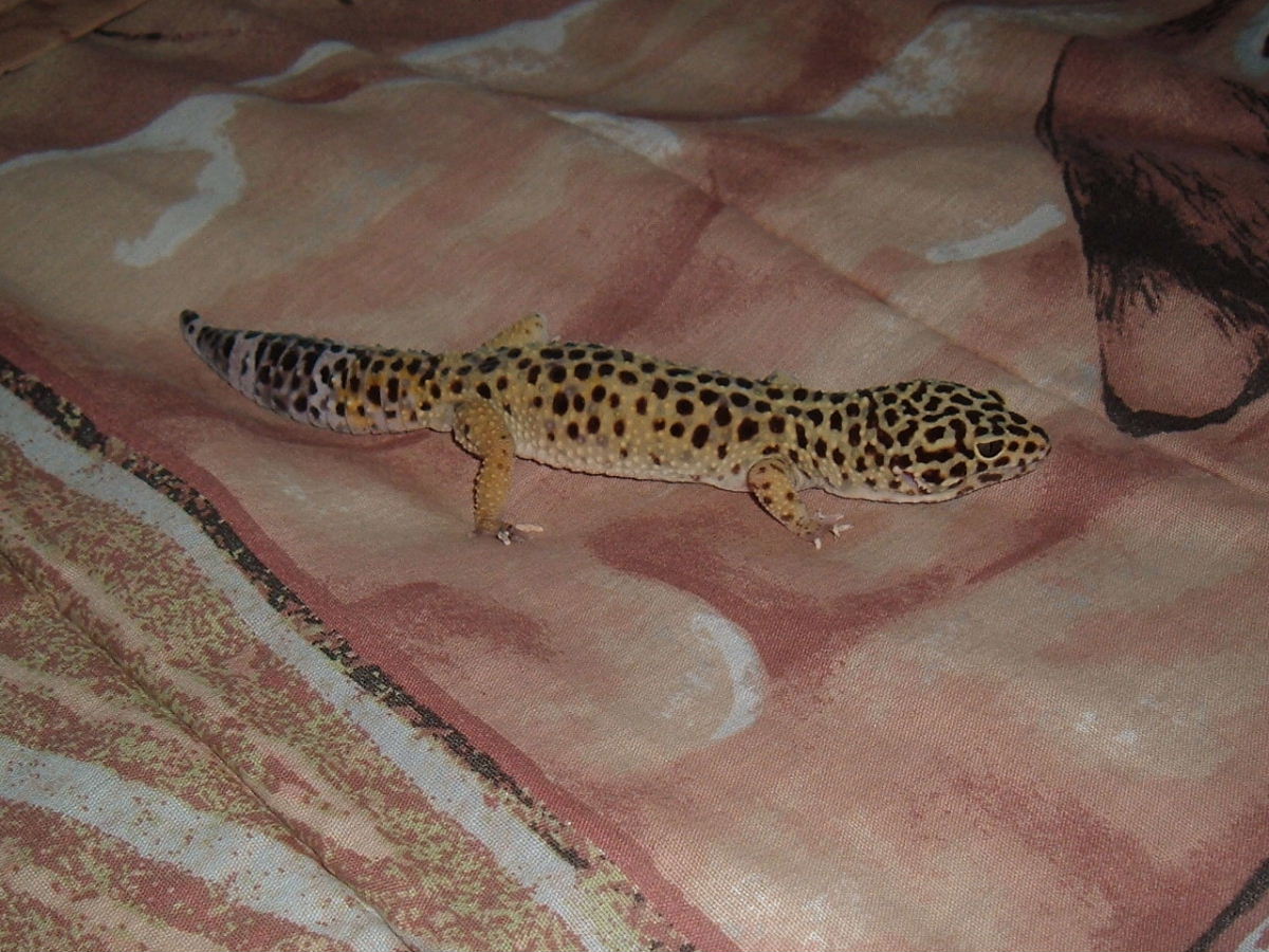 leogec