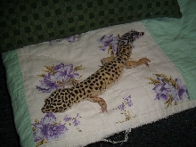 geko