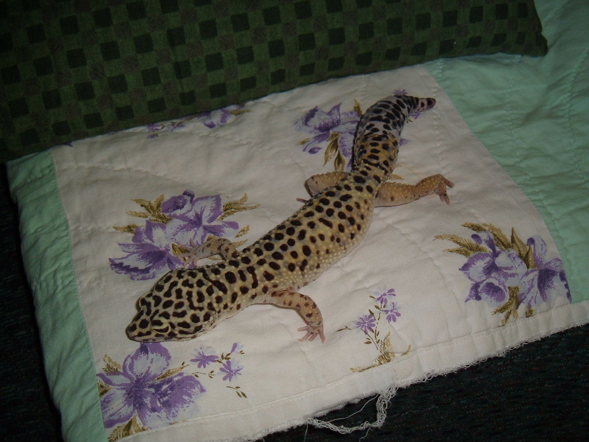 geko