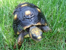 Blackie The female redfoot tortoise