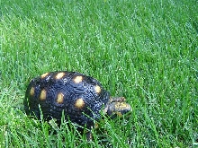 Redfoot in the grass