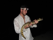 caiman