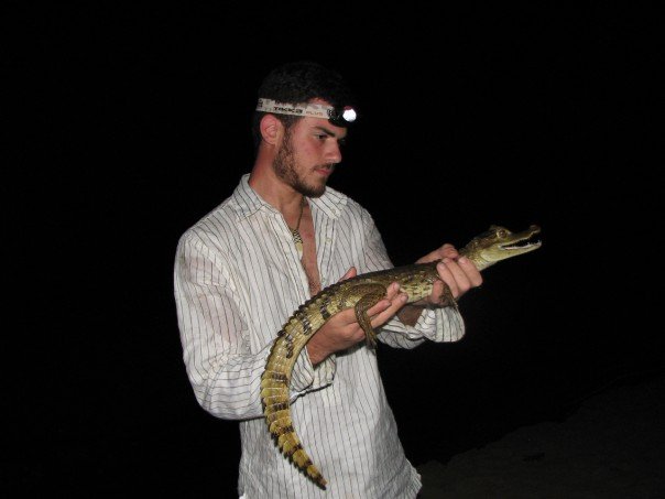 caiman