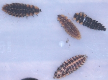 what are these ??