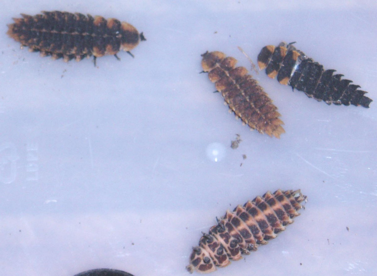 what are these ??