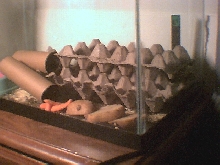 Cricket Cage Right