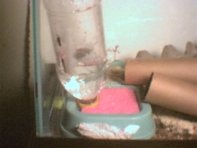 Cricket Cage Left