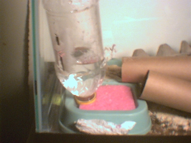 Cricket Cage Left