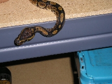 new guy 1