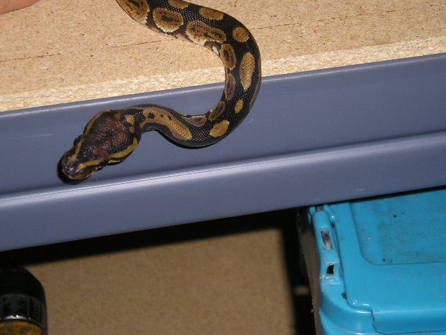 new guy 1