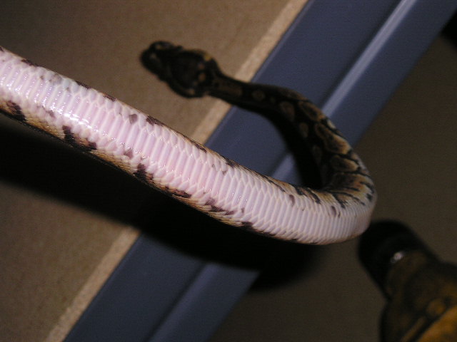 new guy 3