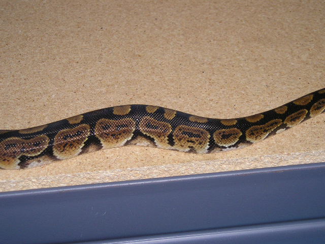 new guy 2