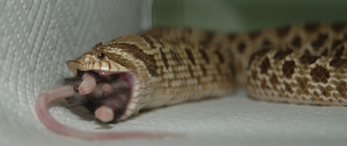 feeding