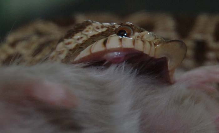 H. nasicus