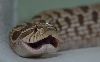 H. nasicus
