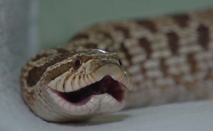 H. nasicus