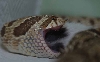 H. nasicus