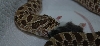 W. hognose
