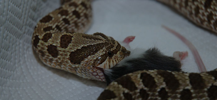 W. hognose
