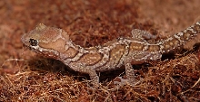 pictus hatch.