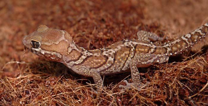 pictus hatch.