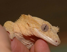 crested.