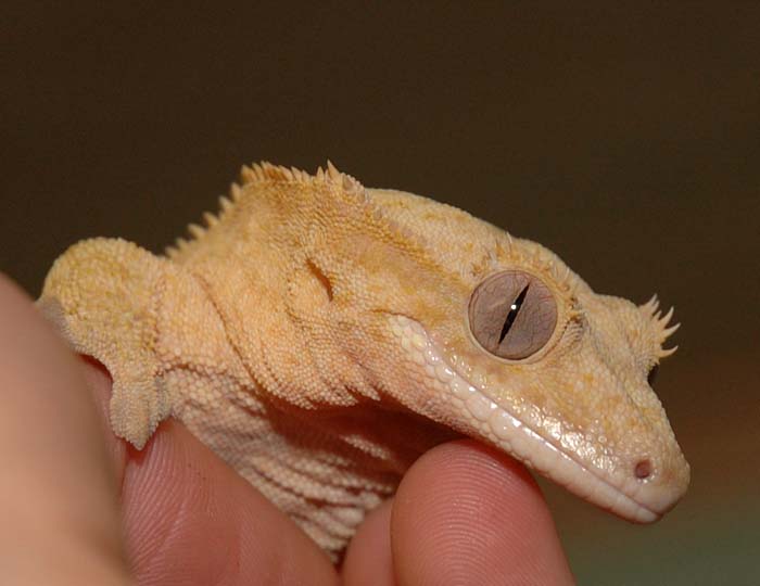 crested.