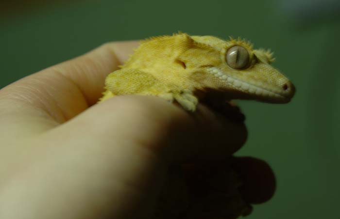 crested