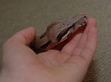 Sonoran