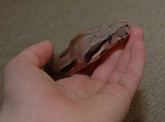 Sonoran