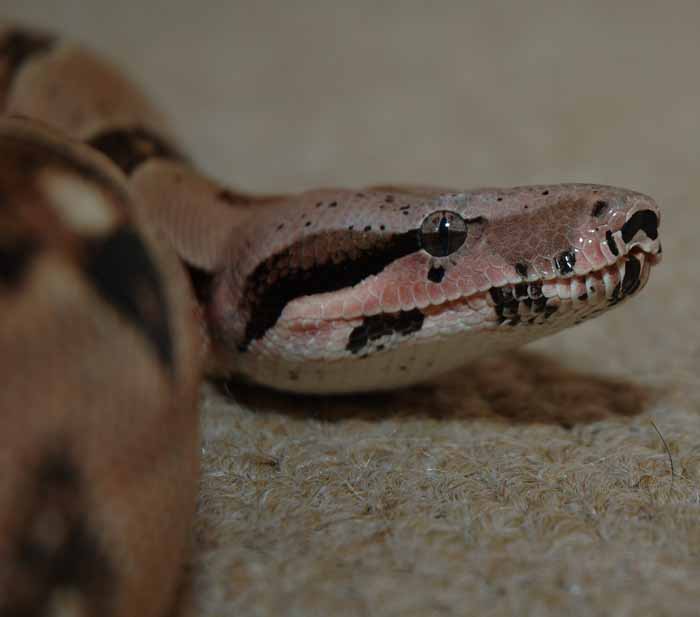 Sonoran