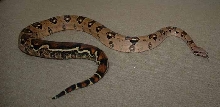 Sonoran