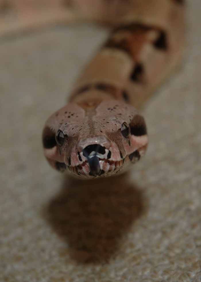 Sonoran