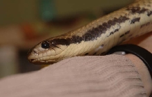 male
