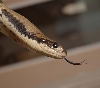 male