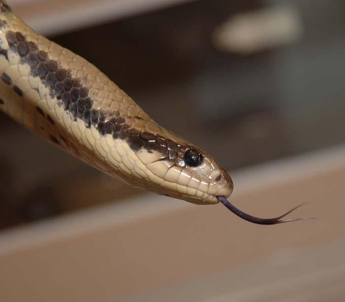 male