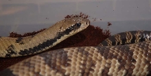 male
