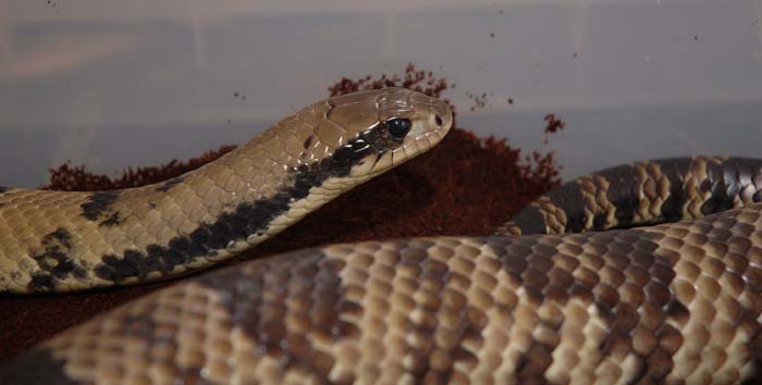 male