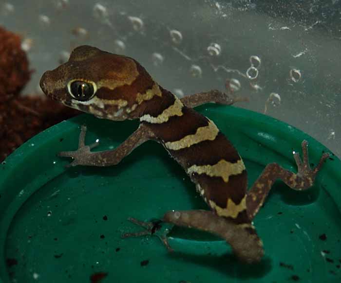 pictus