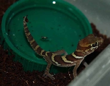 pictus