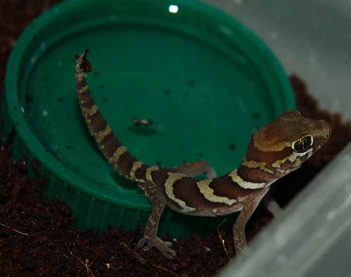 pictus