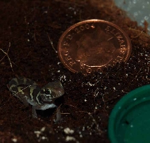 pictus