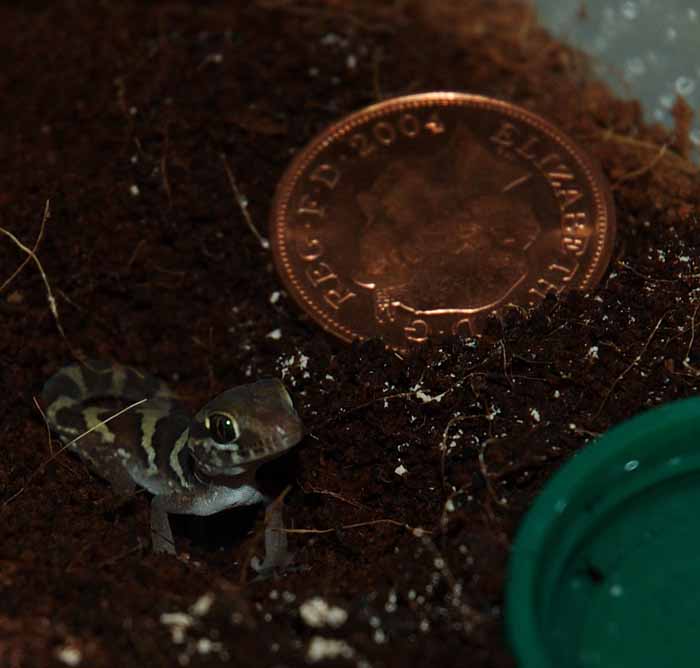 pictus