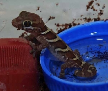 hatchling pictus no.2