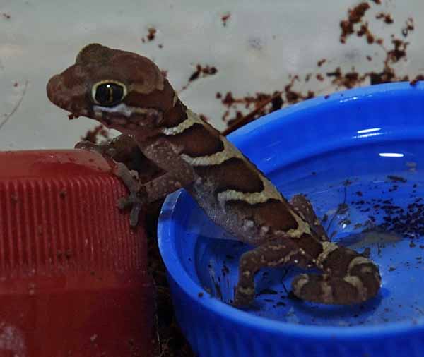 hatchling pictus no.2