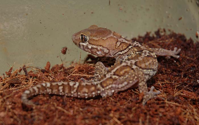 pictus hatch.
