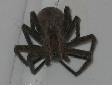 House Spider?  Brown Recluse?  Any ideas?