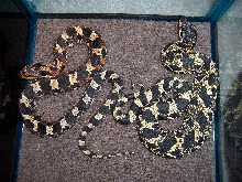 Which one is the male?