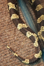 Bauboa Tail