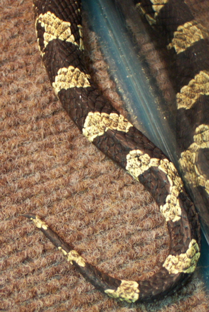 Bauboa Tail